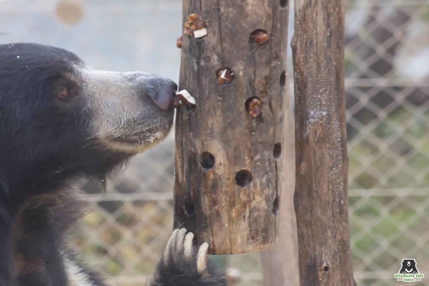 Agra: 3-dages Taj Mahal, Wildlife SOS og Ranthambore Safari