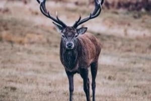 Agra: 3-Day Taj Mahal, Wildlife SOS & Ranthambore Safari