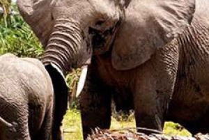 Från Agra: Taj Mahal-turné med elefantskyddscenter