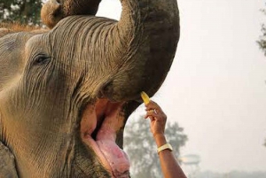 Vanuit Agra: Taj Mahal Tour met olifantenopvangcentrum