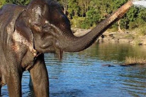 Fra Agra: Taj Mahal-tur med bevaringssenter for elefanter