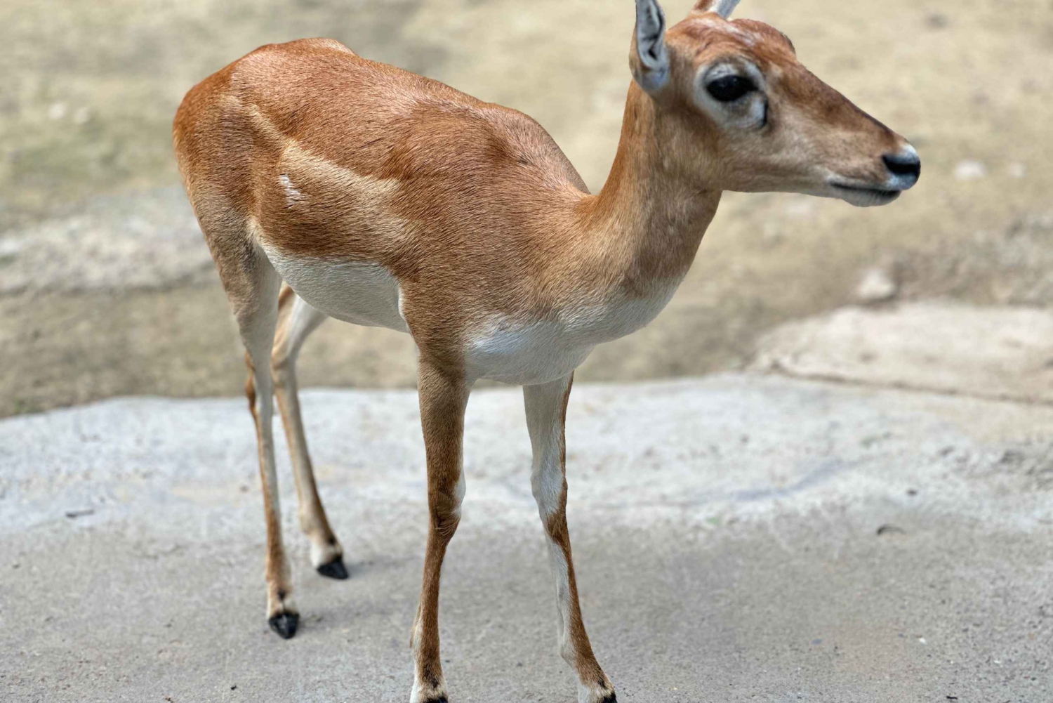 Tour in giornata da Agra a Bharatpur con Fatehpur Sikri