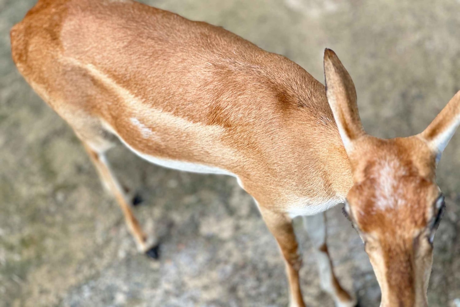 アグラからバーラトプルへの日帰りツアー（ファテプル・シクリを含む）