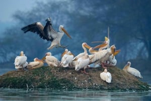 Agra to Jaipur one way transfer with Keoladeo Birds Park