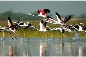 Agra to Jaipur one way transfer with Keoladeo Birds Park