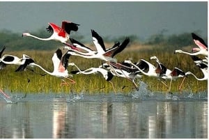 Transfer z Agry do Jaipur w jedną stronę z Keoladeo Birds Park