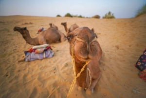 Authentic Overnight Camel Safari & Sleep Under the Stars