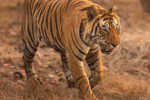 Beyond the Fort Walls: Ranthambore’s Majestic Safari