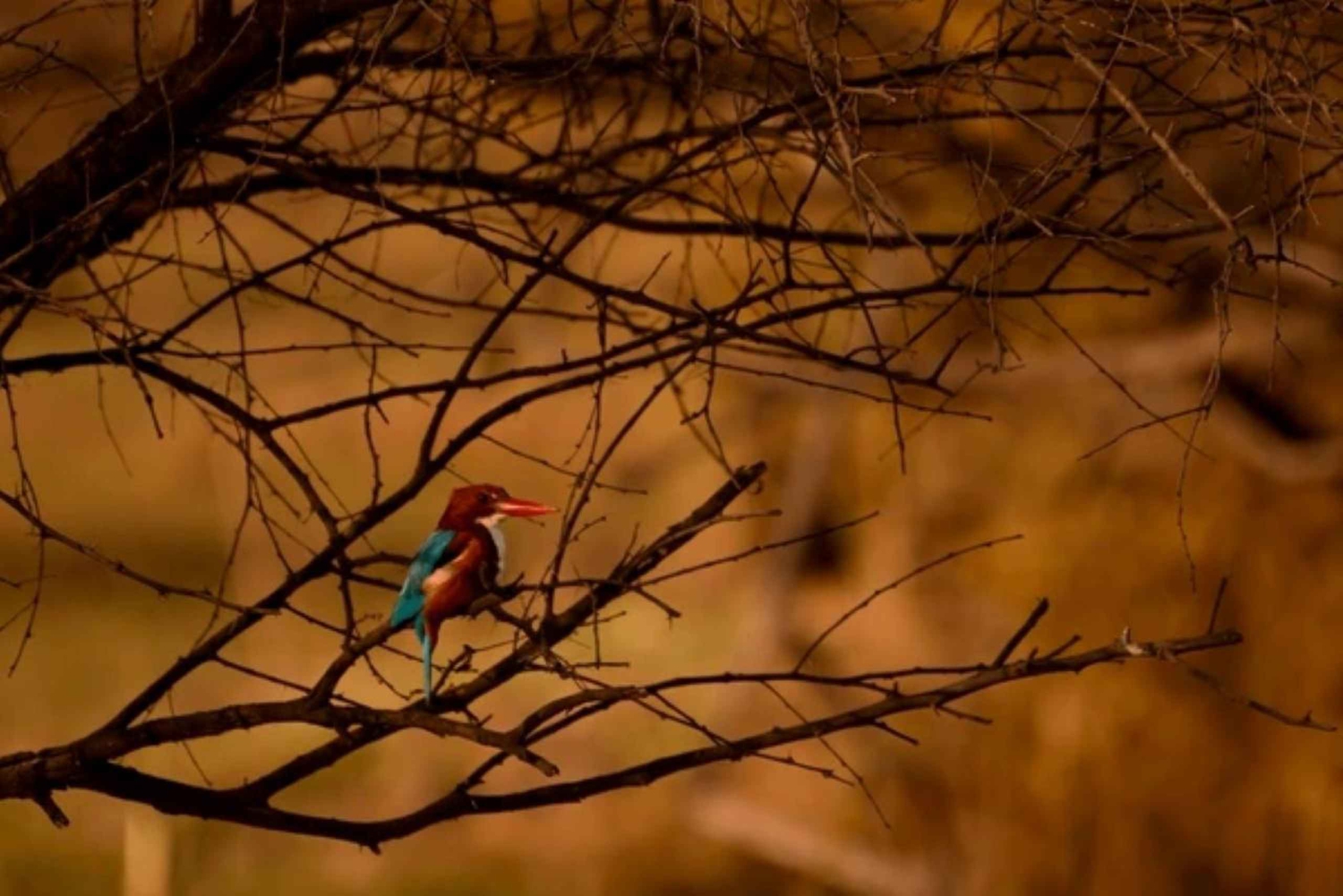 Bharatpur fågelreservat tur med upphämtning och avlämning