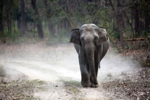 Bharatpur Bird Watching & Elephant Rescue Centre From Delhi