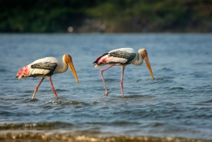 Bharatpur Bird Watching & Elephant Rescue Centre From Delhi