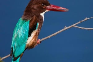 Bharatpur Bird Watching & Elephant Rescue Centre From Delhi