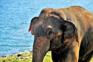 Bharatpur Bird Watching & Elephant Rescue Centre From Delhi