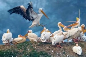 Bharatpur: Keoladeo National Park Guided Tour with Pickup