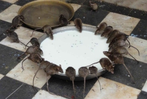 Bikaner: Heldagstur med sightseeingtur og Karni Mata-templet