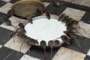 Bikaner: Halvdags guidet tur til Karni Mata-tempelet