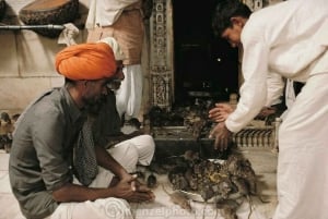 Bikaner: Halvdags guidet tur til Karni Mata-tempelet