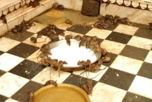 Bikaner: Halvdags guidet tur til Karni Mata-tempelet