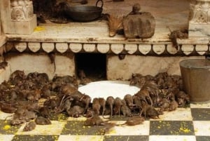 Bikaner: Halvdags guidet tur til Karni Mata-tempelet