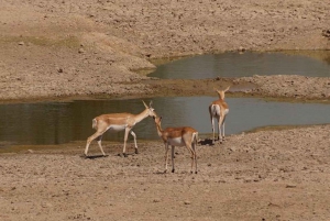 Bishnoi Village Safari Private Half Day Tour