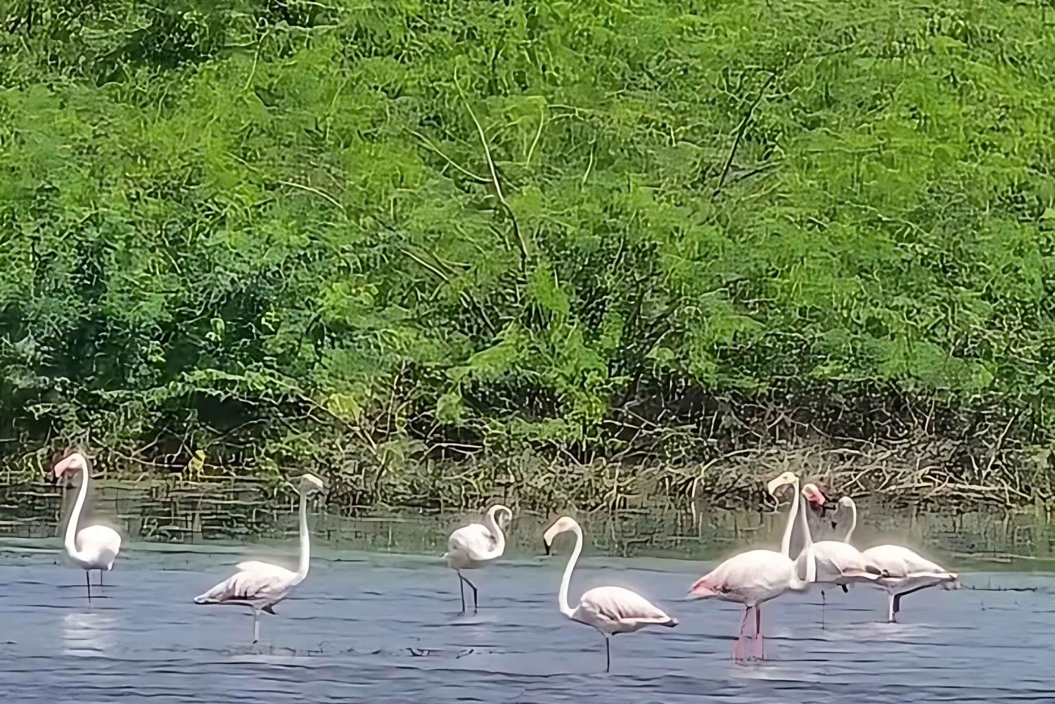 Village de Bishnoi : excursion safari