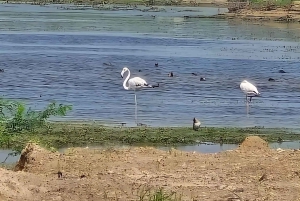 Village de Bishnoi : excursion safari