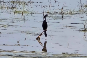 Village de Bishnoi : excursion safari