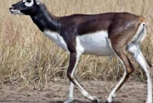 Village de Bishnoi : excursion safari