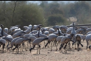 Village de Bishnoi : excursion safari