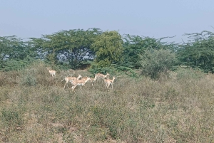 Village de Bishnoi : excursion safari