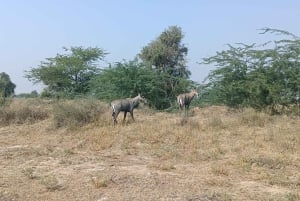 Village de Bishnoi : excursion safari