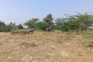 Village de Bishnoi : excursion safari
