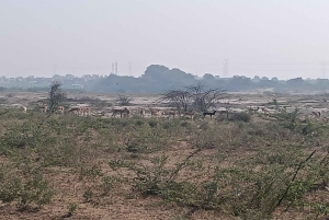Village de Bishnoi : excursion safari