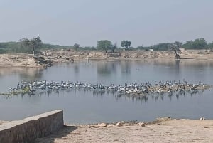 Village de Bishnoi : excursion safari