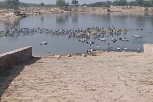 Village de Bishnoi : excursion safari