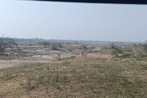 Village de Bishnoi : excursion safari