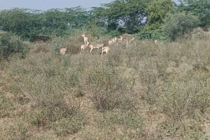 Village de Bishnoi : excursion safari