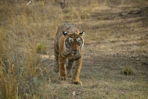 Bundi: Ramgarh Vishdhari Tiger Reserve Jeep Safari-ticket
