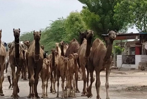 Safari à dos de chameau Visite d'une demi-journée à Jodhpur avec dîner