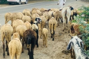 Halvdagstur med kamelsafari i Jodhpur med middag