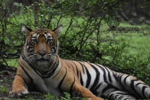 Canter Safari: Salta la fila Ingresso al Parco Nazionale di Ranthambore
