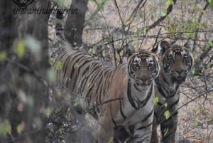 Canter Safari: Evite filas na entrada do Parque Nacional de Ranthambore