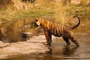 Canter Safari: Wejdź do Parku Narodowego Ranthambore bez kolejki