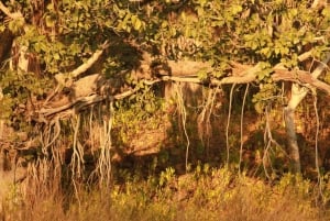 Canter Safari: Ranthamboren kansallispuistoon saapuminen