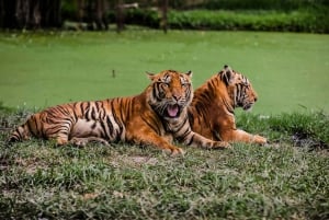 Ranthambore: Skip-the-Line Tiger Safari in Sharing Canter