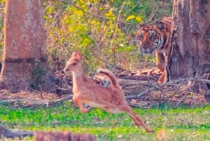 Ranthambore: Skip-the-Line Tiger Safari in Sharing Canter