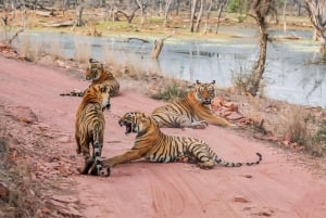 Ranthambore: Skip-the-Line Tiger Safari in Sharing Canter