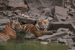 Ranthambore: Skip-the-Line Tiger Safari in Sharing Canter