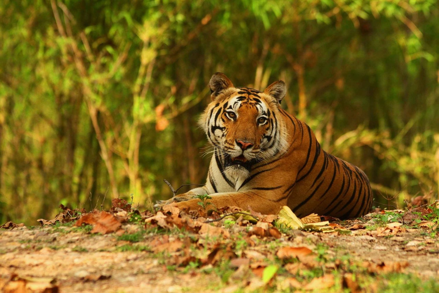 Canter Safari: Spring køen over til Ranthambore Tiger Reserve