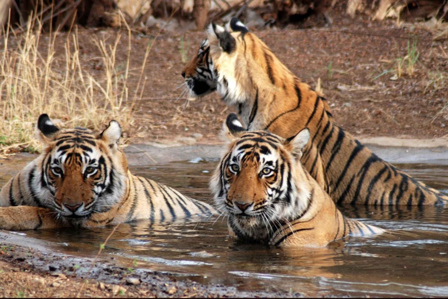 Canter Safari: Skip-the-line Entry Ranthambore Tiger Reserve